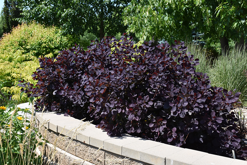 Royal Purple Smokebush (Cotinus coggygria 'Royal Purple') at Tagawa Gardens
