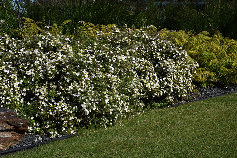 McKay's White Potentilla (Potentilla fruticosa 'McKay's White') at Tagawa Gardens