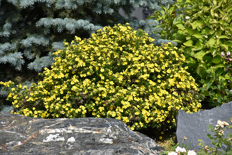 Gold Drop Potentilla (Potentilla fruticosa 'Gold Drop') at Tagawa Gardens