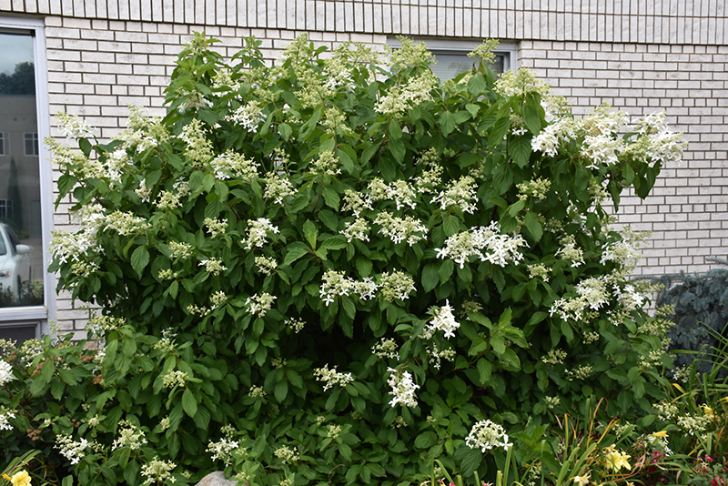 Great Star Hydrangea (Hydrangea paniculata 'Le Vasterival') at Tagawa Gardens