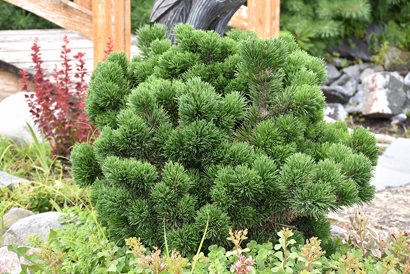 Jakobsen Mugo Pine (Pinus mugo 'Jakobsen') at Tagawa Gardens