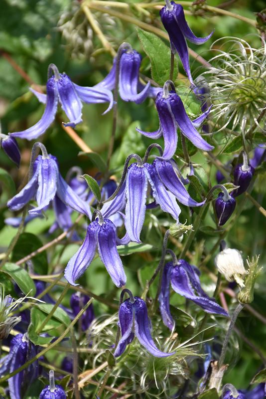 Blue Ribbons Bush Clematis, Clematis integrifolia 'Blue Ribbons