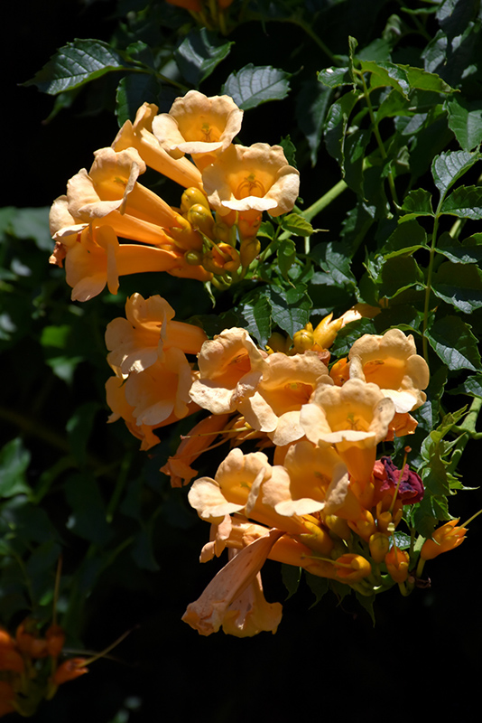 Yellow Trumpetvine (Campsis radicans 'Flava') at Tagawa Gardens