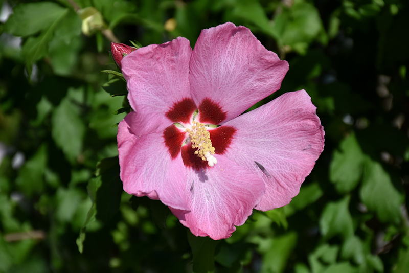 Aphrodite Rose of Sharon (Hibiscus syriacus 'Aphrodite') at Tagawa Gardens