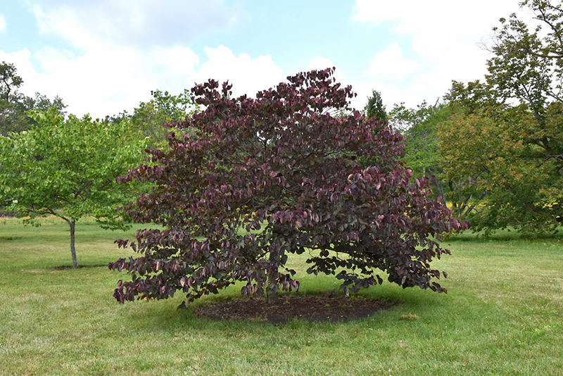 Forest Pansy Redbud (Cercis canadensis 'Forest Pansy') at Tagawa Gardens