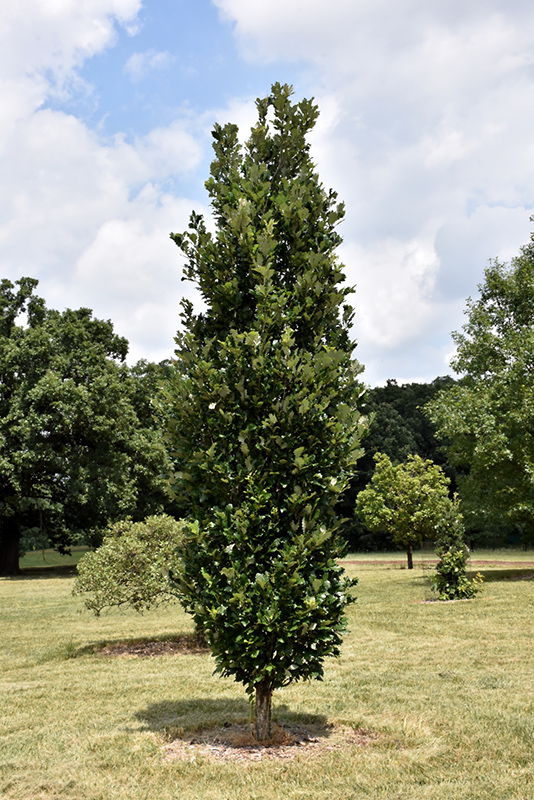 Regal Prince English Oak (Quercus 'Regal Prince') at Tagawa Gardens