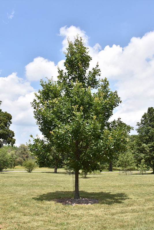 Heritage English Oak (Quercus x macdanielii 'Clemons') at Tagawa Gardens