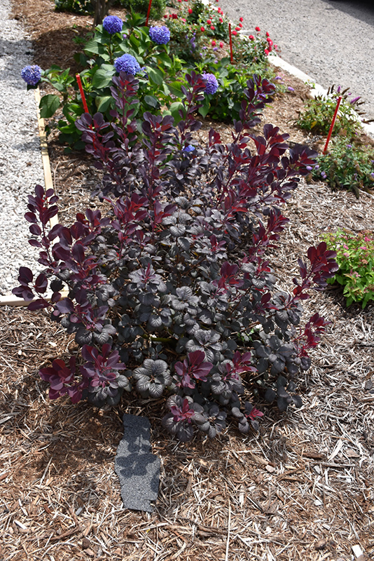 Winecraft Black® Smokebush (Cotinus coggygria 'NCCO1') in Denver