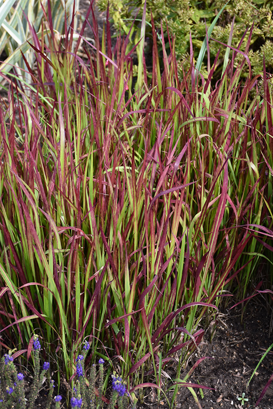 Red Baron Japanese Blood Grass (Imperata cylindrica 'Red Baron') at Tagawa Gardens