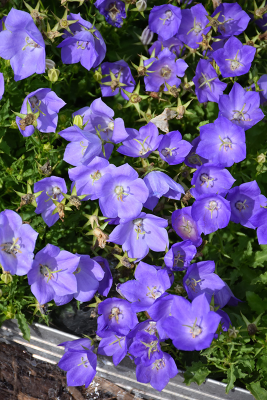 Rapido Blue Bellflower (Campanula carpatica 'Rapido Blue') at Tagawa Gardens