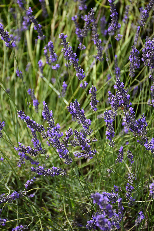 Phenomenal Lavender (Lavandula x intermedia 'Phenomenal') at Tagawa Gardens