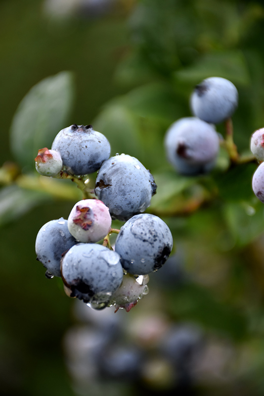 Polaris Blueberry (Vaccinium 'Polaris') at Tagawa Gardens