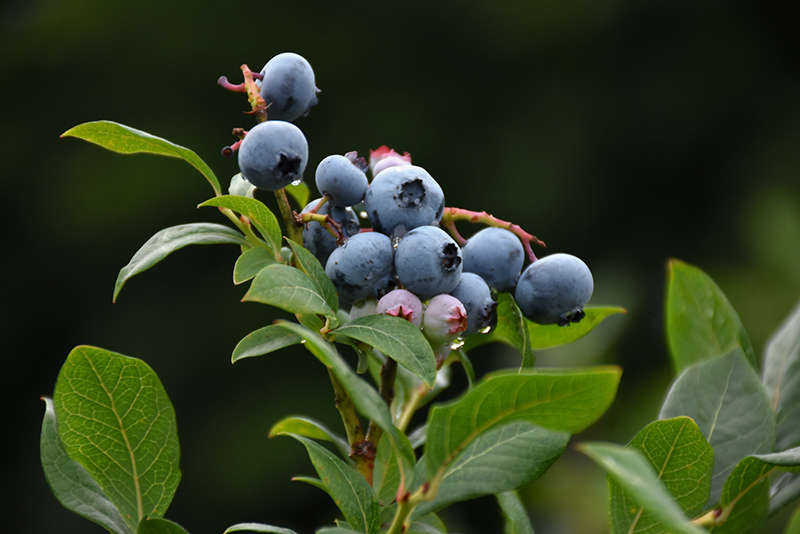 Northland Blueberry (Vaccinium corymbosum 'Northland') at Tagawa Gardens