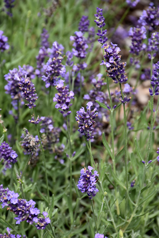 Lavance Purple Lavender (Lavandula angustifolia 'Lavance Purple') at Tagawa Gardens