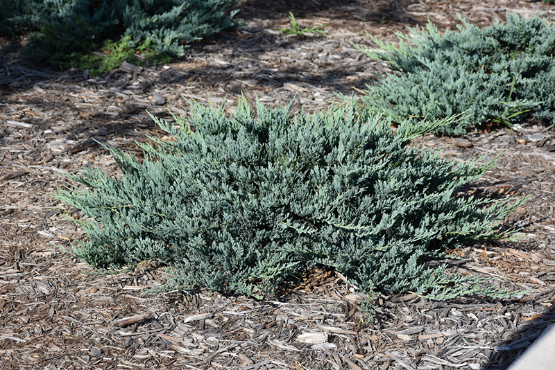 Blue Chip Juniper (Juniperus horizontalis 'Blue Chip') at Tagawa Gardens