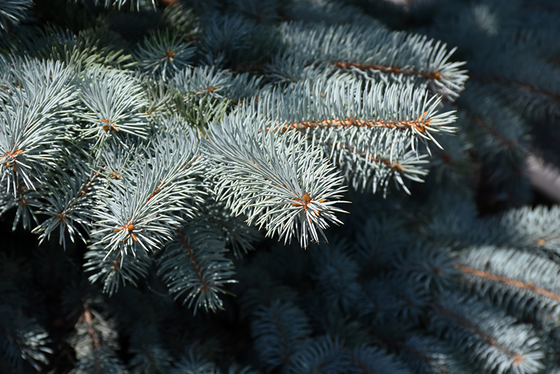Baby Blue Blue Spruce (Picea pungens 'Baby Blue') at Tagawa Gardens