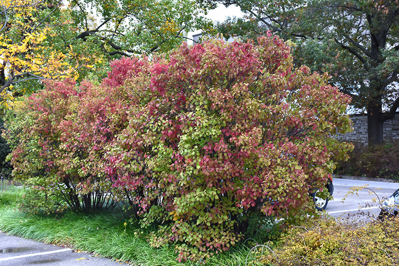 Autumn Jazz Viburnum (Viburnum dentatum 'Ralph Senior') at Tagawa Gardens