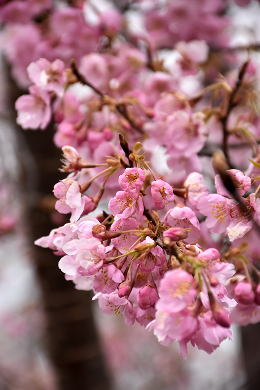Pink Myst Sargent Cherry (Prunus sargentii 'JFS KW21PS') at Tagawa Gardens