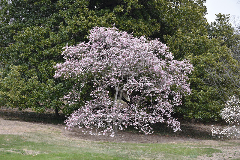 Leonard Messel Magnolia (Magnolia x loebneri 'Leonard Messel') at Tagawa Gardens