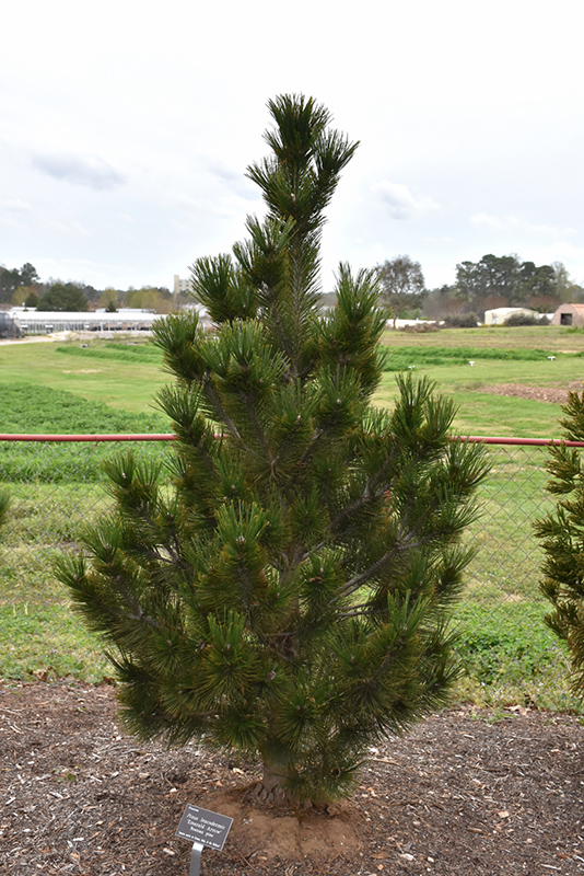Emerald Arrow Bosnian Pine (Pinus heldreichii 'Emerald Arrow') at Tagawa Gardens