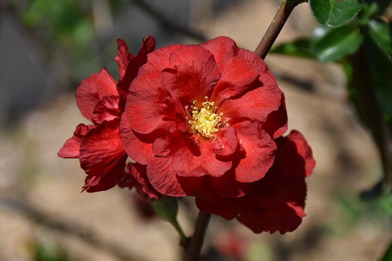 Double Take Scarlet Flowering Quince (Chaenomeles speciosa 'Scarlet Storm') at Tagawa Gardens