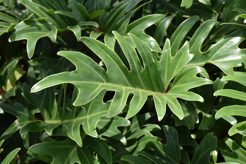 Xanadu Philodendron (Philodendron 'Winterbourn') at Tagawa Gardens