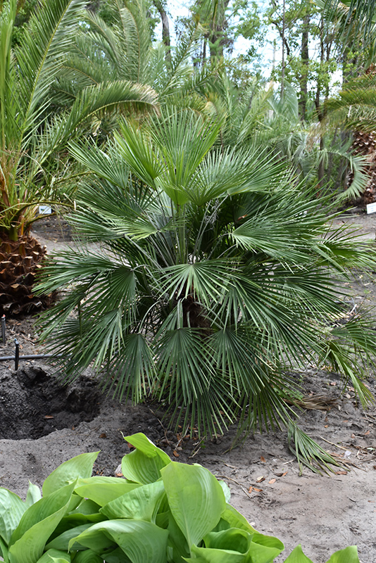 Mediterranean Fan Palm (Chamaerops humilis) at Tagawa Gardens