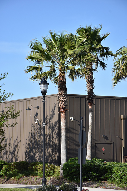Mexican Fan Palm (Washingtonia robusta) at Tagawa Gardens
