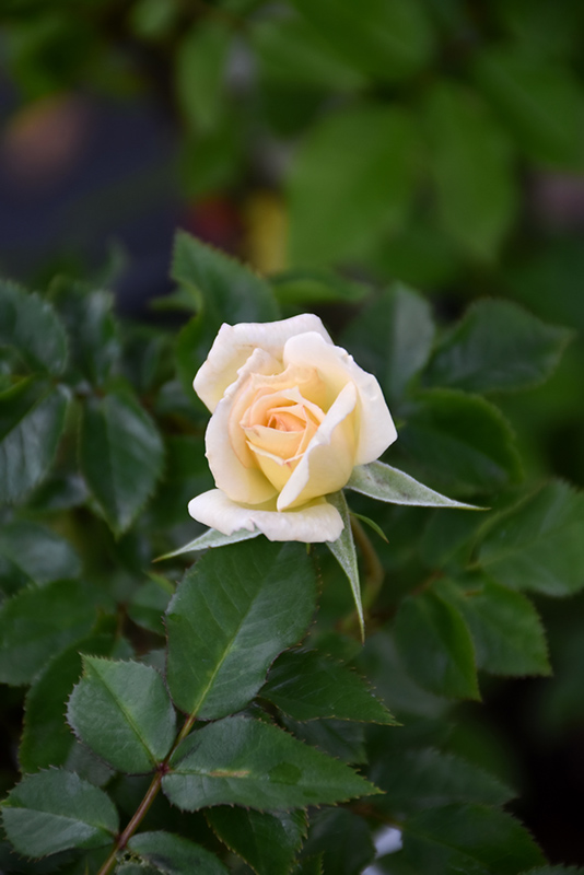 Bridal Sunblaze Rose (Rosa 'Meilmera') at Tagawa Gardens