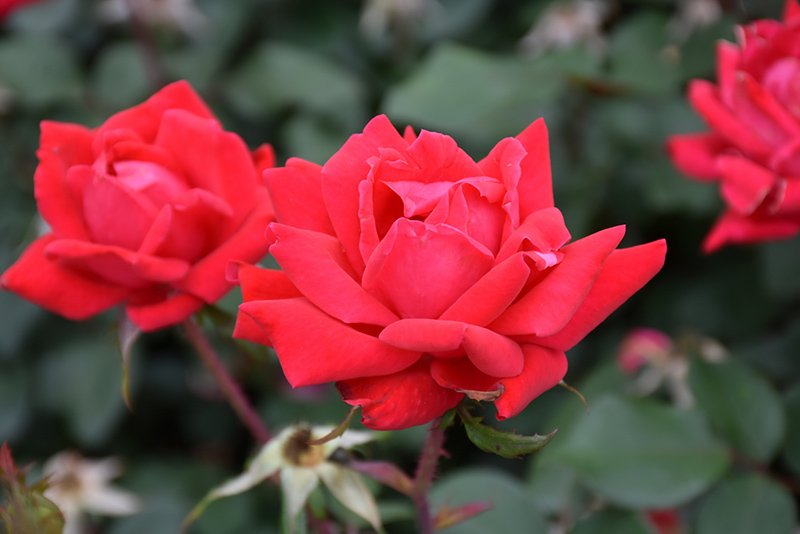 Double Knock Out Rose (Rosa 'Radtko') at Tagawa Gardens