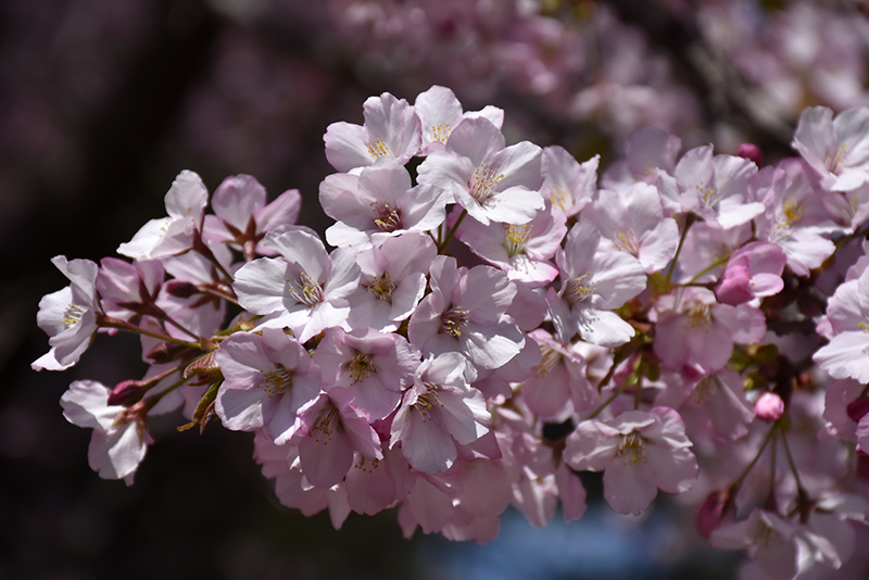 Sargent Cherry (Prunus sargentii) at Tagawa Gardens
