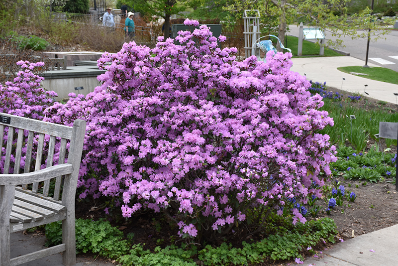 P.J.M. Rhododendron (Rhododendron 'P.J.M.') at Tagawa Gardens
