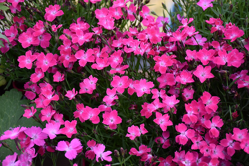 Kahori Pinks (Dianthus 'Kahori Pink') at Tagawa Gardens