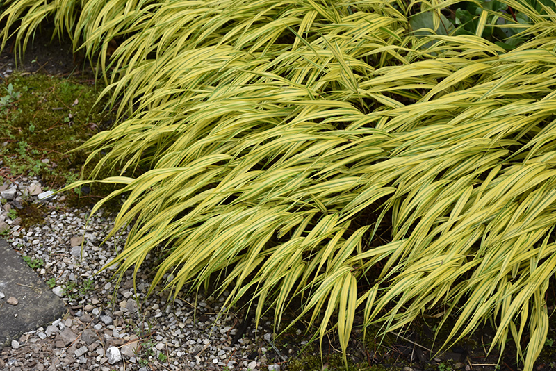 Golden Variegated Hakone Grass (Hakonechloa macra 'Aureola') at Tagawa Gardens