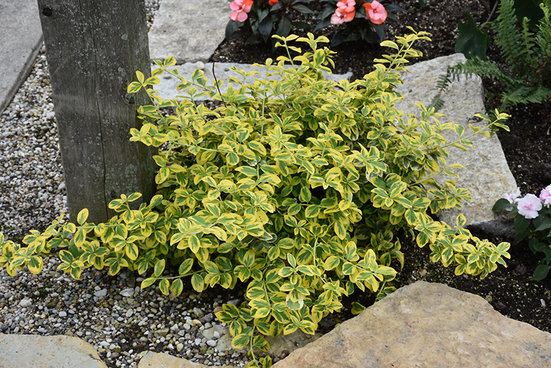 Gold Splash Wintercreeper (Euonymus fortunei 'Roemertwo') at Tagawa Gardens