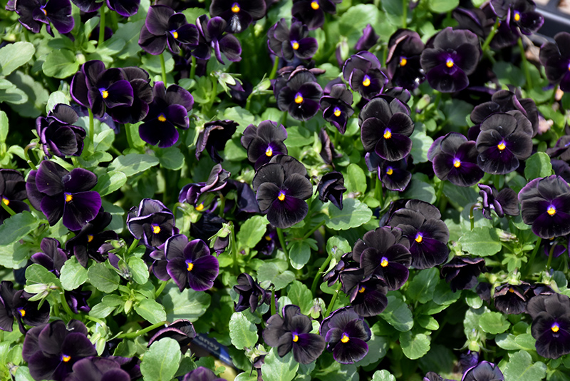 Sorbet Black Delight Pansy (Viola 'Sorbet Black Delight') at Tagawa Gardens