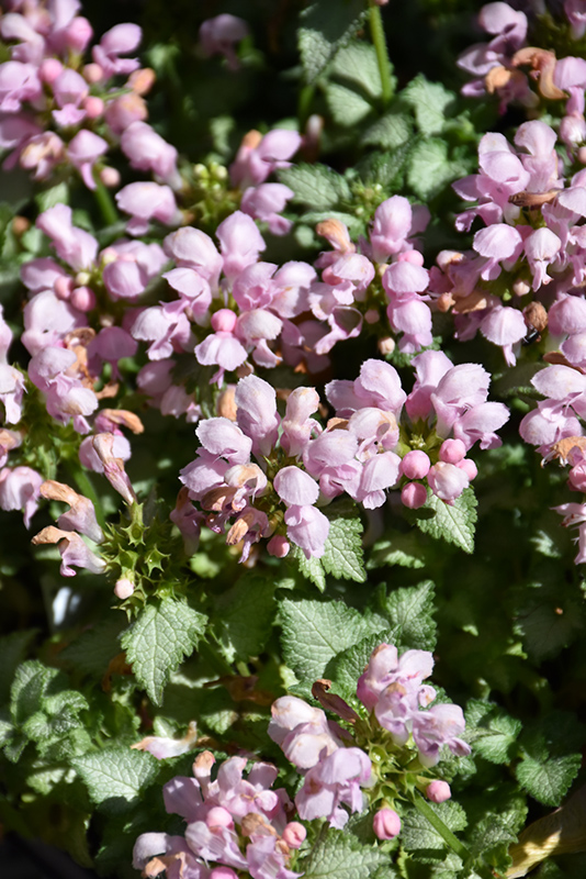 Pink Pewter Spotted Dead Nettle (Lamium maculatum 'Pink Pewter') at Tagawa Gardens