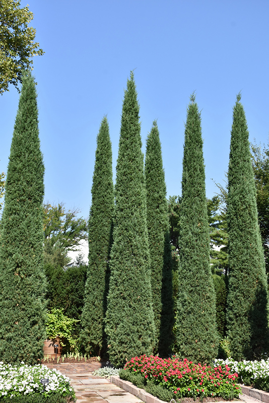 Taylor Redcedar (Juniperus virginiana 'Taylor') at Tagawa Gardens