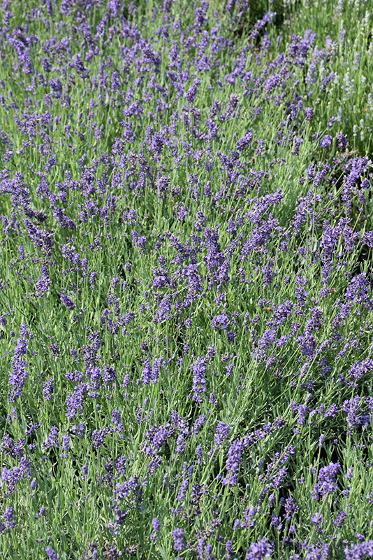 Ellagance Purple Lavender (Lavandula angustifolia 'Ellagance Purple') at Tagawa Gardens
