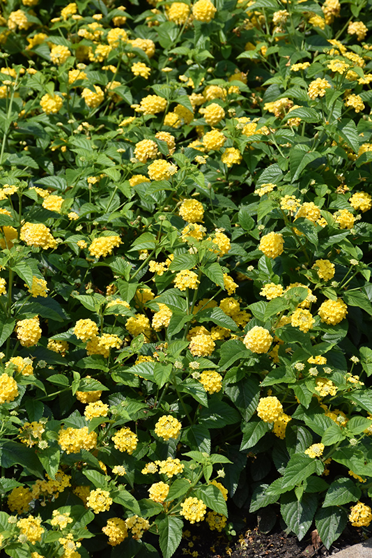 Lucky Yellow Lantana (Lantana camara 'Balucimyel') at Tagawa Gardens