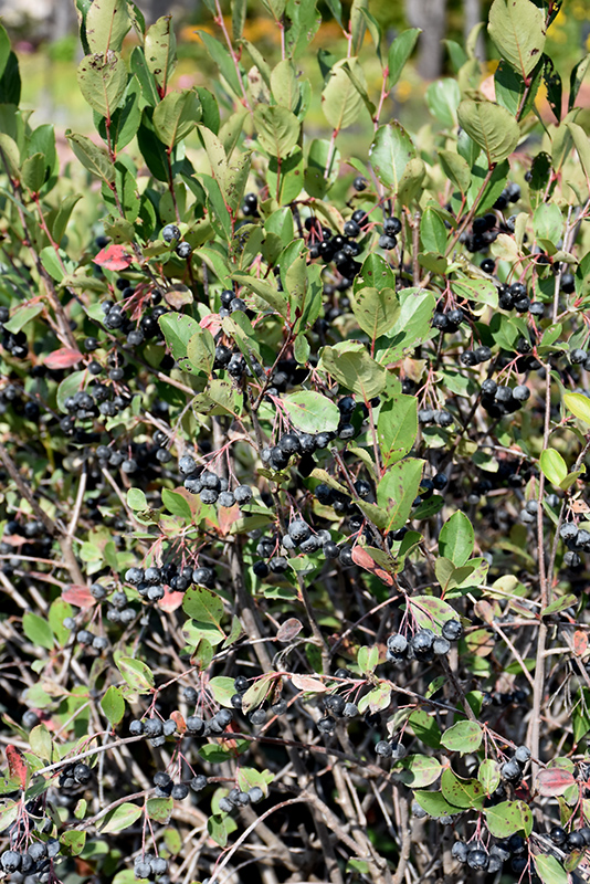 Black Chokeberry (Aronia melanocarpa) at Tagawa Gardens
