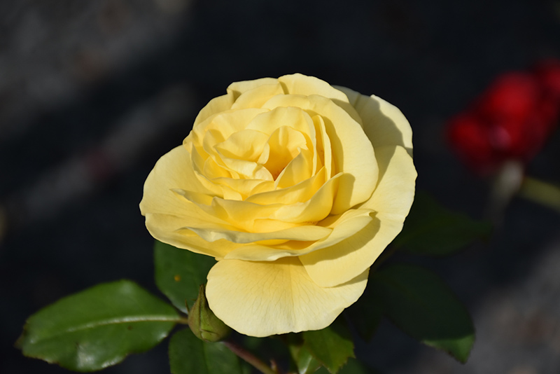 High Voltage Rose (Rosa 'BAIage') at Tagawa Gardens