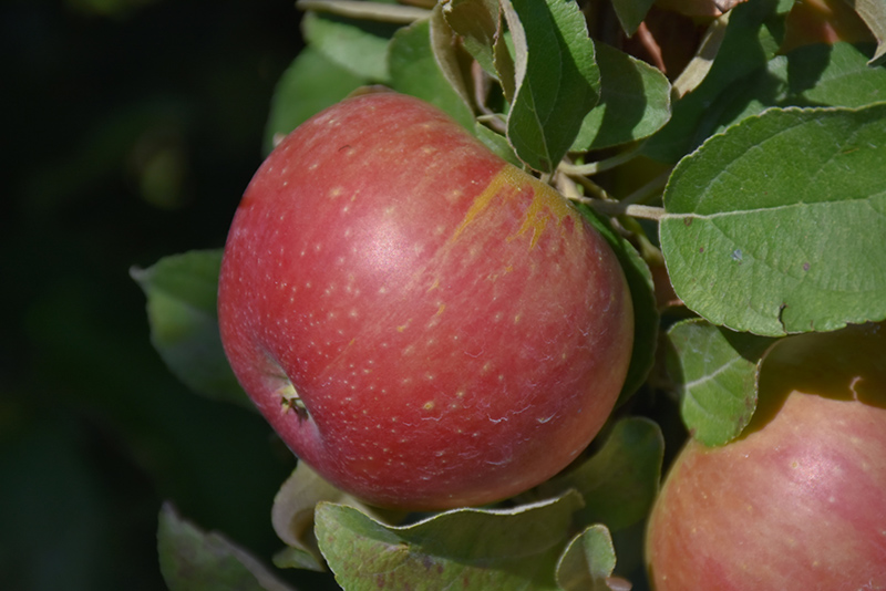 Cox's Orange Pippin Apple (Malus 'Cox's Orange Pippin') at Tagawa Gardens