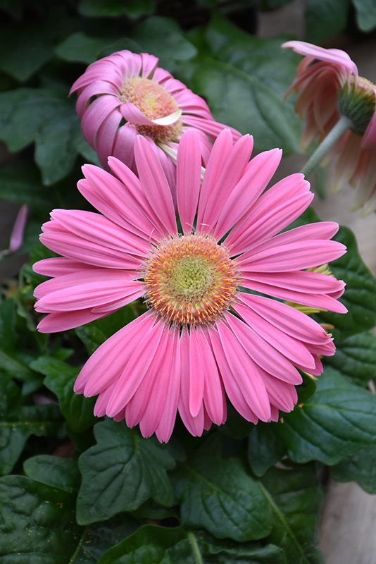 Pink Gerbera Daisy (Gerbera 'Pink') at Tagawa Gardens