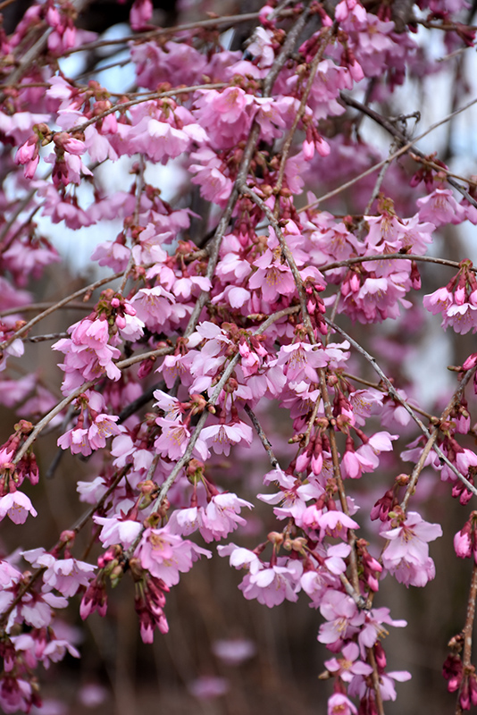 Pink Cascade Weeping Cherry (Prunus 'NCPH1') at Tagawa Gardens