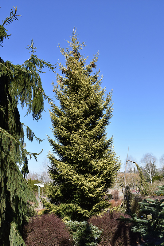 Skylands Golden Spruce (Picea orientalis 'Skylands') at Tagawa Gardens