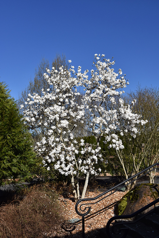 Royal Star Magnolia (Magnolia stellata 'Royal Star') at Tagawa Gardens
