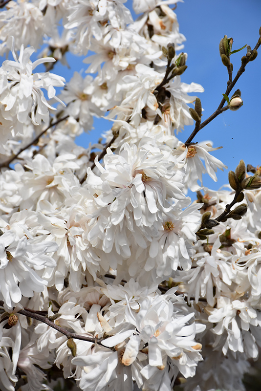 Royal Star Magnolia (Magnolia stellata 'Royal Star') in ...