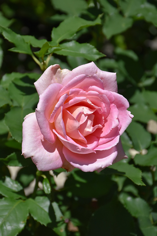 Tiffany Rose (Rosa 'Tiffany') at Tagawa Gardens