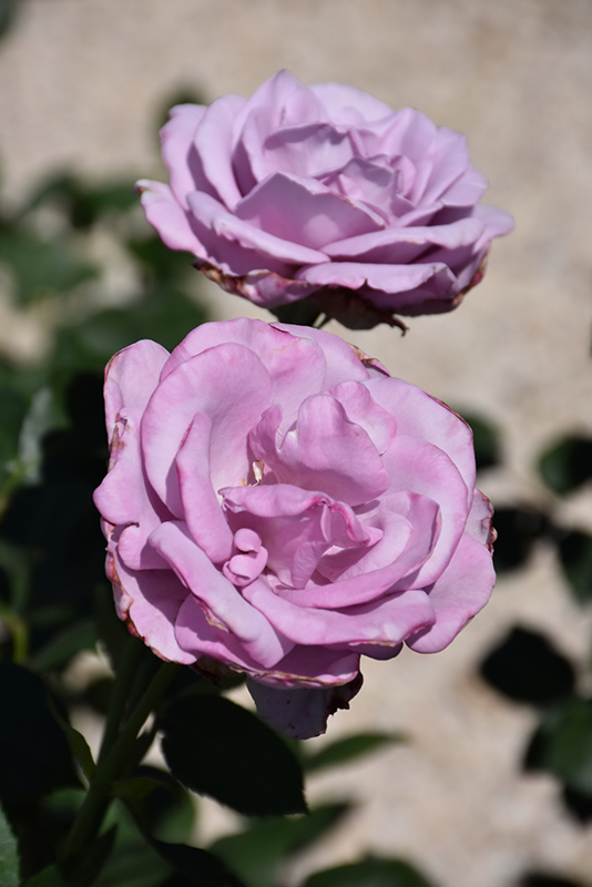 Blue Girl Rose (Rosa 'Blue Girl') at Tagawa Gardens